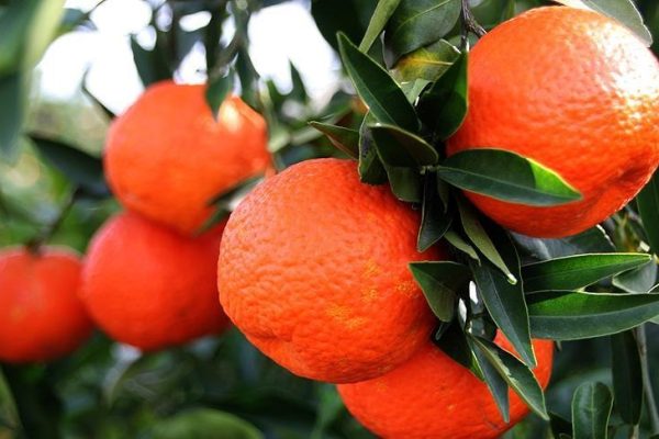 Adana Mandalina Çiçeği Festivali’ne Geri Sayım Başladı: Kentte Renkli Hazırlıklar