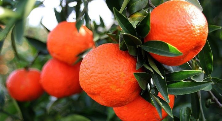 Adana Mandalina Çiçeği Festivali’ne Geri Sayım Başladı: Kentte Renkli Hazırlıklar